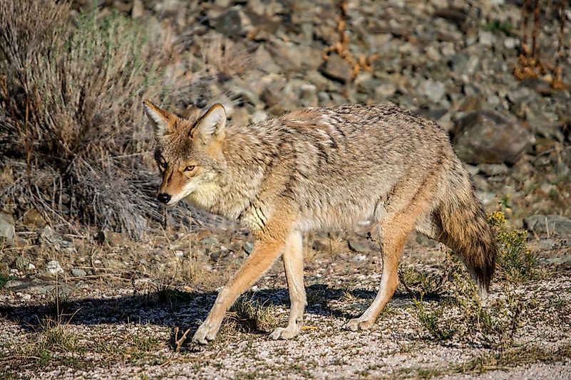 #9 Coyote