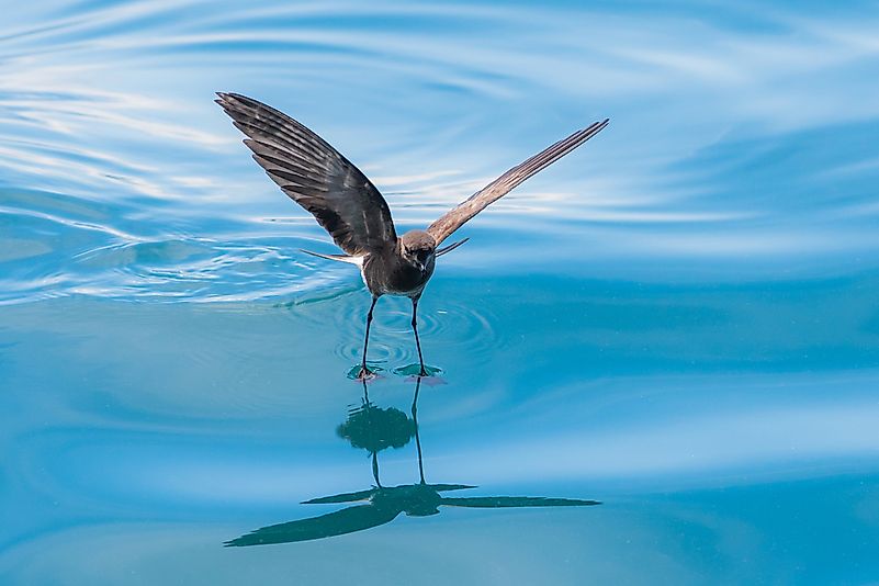 #7 Galápagos Petrel