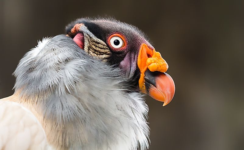 #7 King Vulture