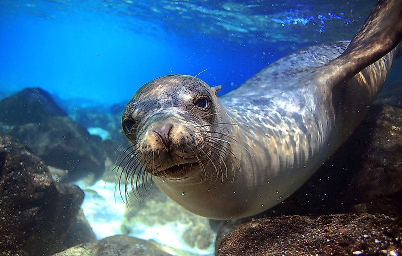 #6 Galapagos Sea Lions