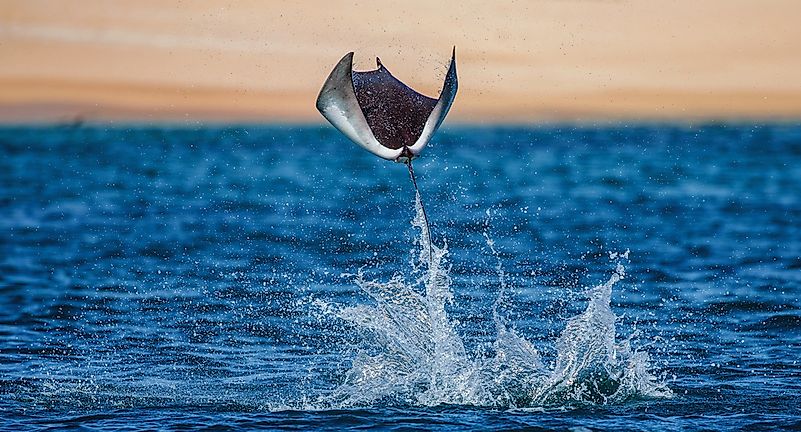 #9 Sea Of Cortez