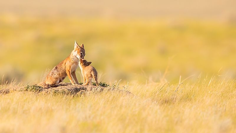 #9 Swift Fox