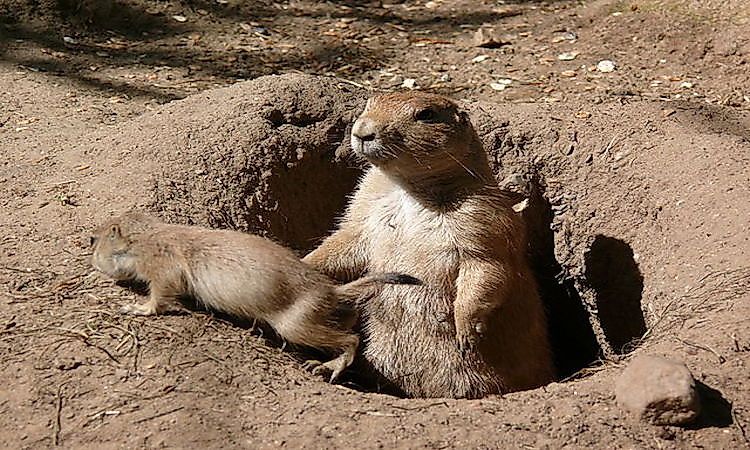 #9 Prairie Dog -