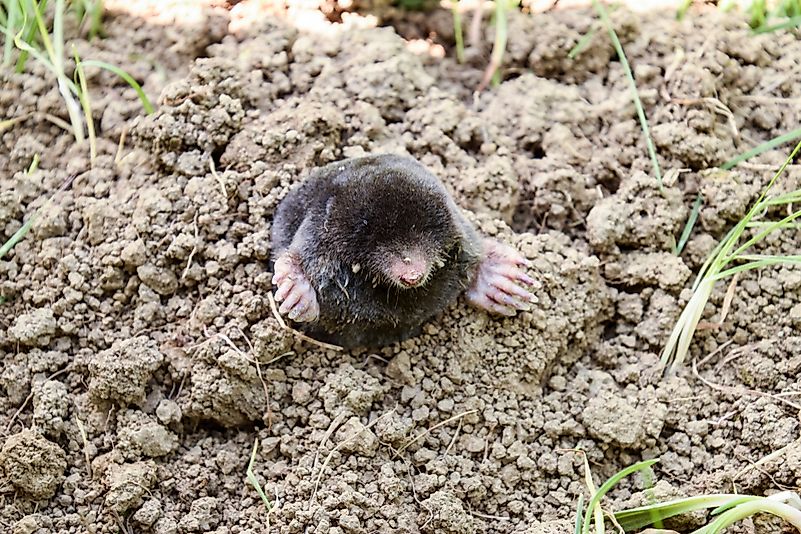 #2 European Mole