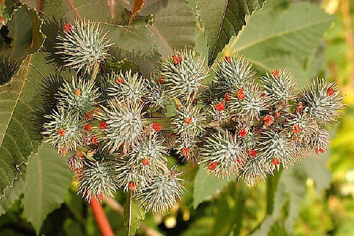 #5 Castor Oil Plant