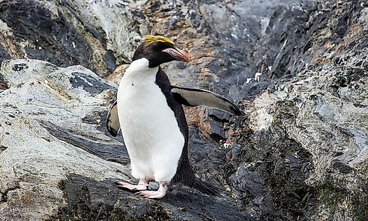#6 Macaroni penguin -