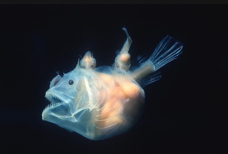 The male anglerfish are notably smaller than the females, and they do not use the same bait females do to hunt. The male anglerfish are notably smaller than the females, and they do not use the same bait females do to hunt.