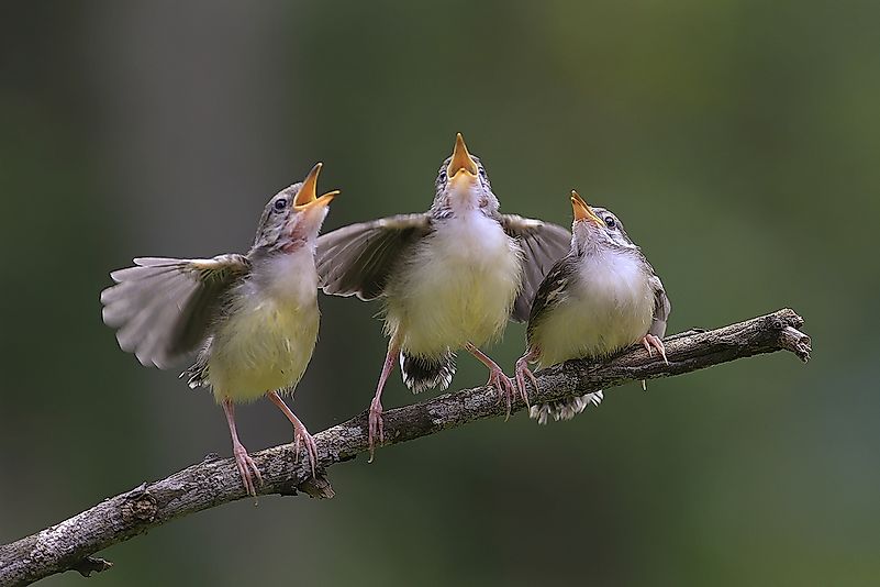 Three birds singing.