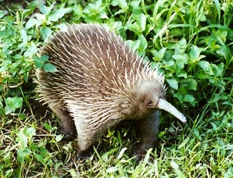The Western Long-Beaked Echidna. Image credit: Jaganath/Wikimedia.org The Western Long-Beaked Echidna. Image credit: Jaganath/Wikimedia.org