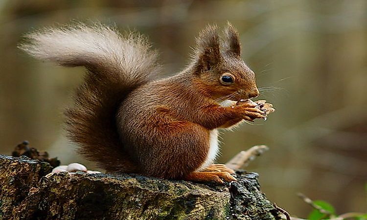 #3 Squirrel -