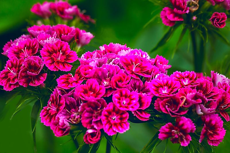 Carnations Carnations