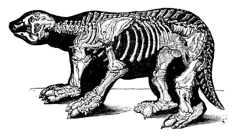 #8 Megatherium