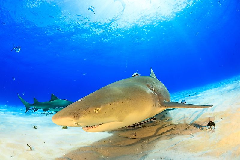#1 Lemon Shark