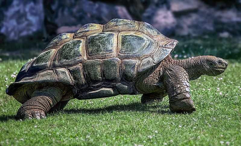#2 Giant Tortoises