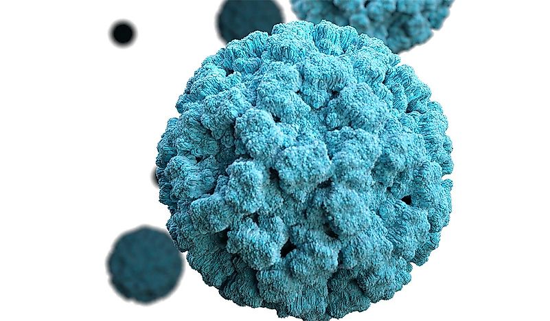 Norovirus causes cramping, nausea, vomiting, and diarrhea. Image credit: www.knowablemagazine.org