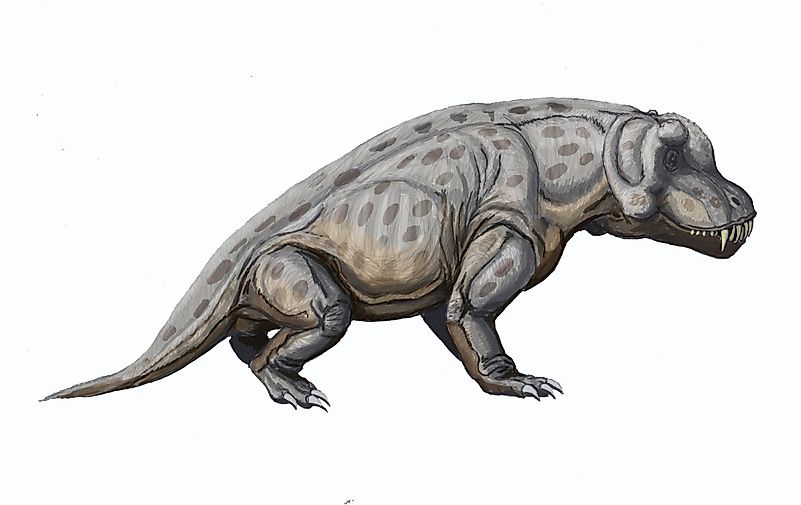 Anteosaurus, an anteosaur. Image credit: Богданов/Public domain Anteosaurus, an anteosaur. Image credit: Богданов/Public domain