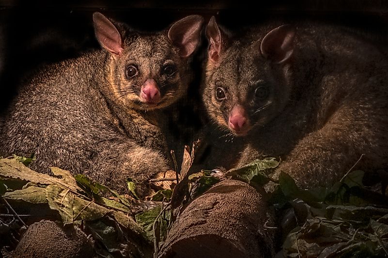 What To Do If You Find An Opossum Possum On Your Property Or