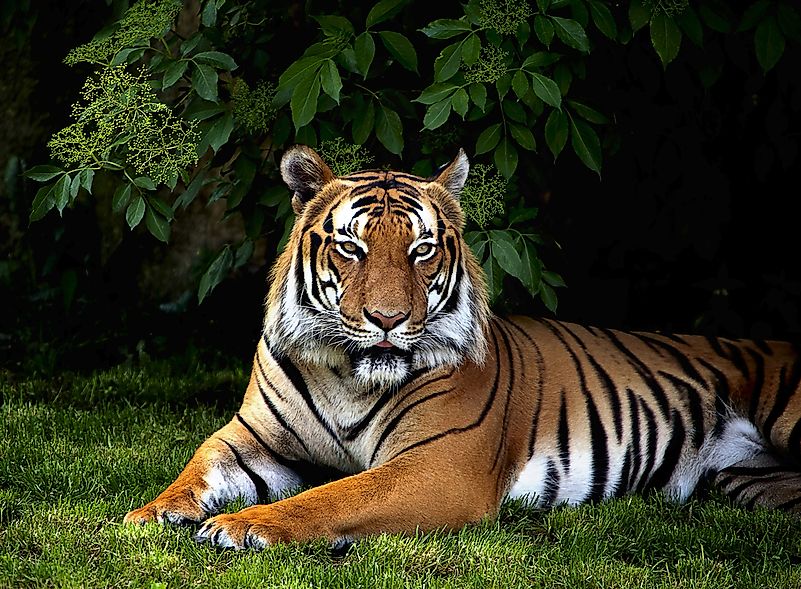 #5 Sumatran tiger