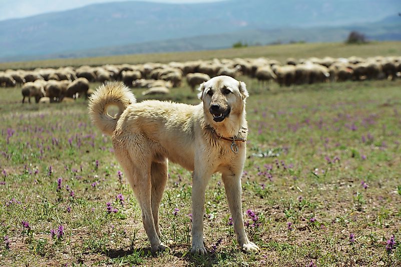 #2 Kangal