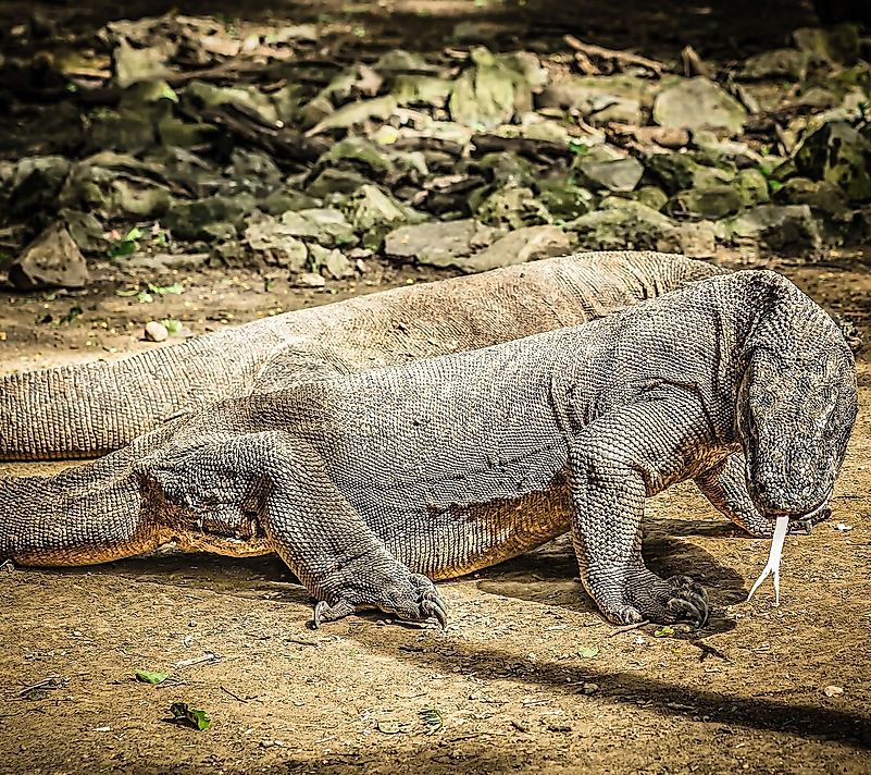 Komodo dragons at the Komodo National Park. Komodo dragons at the Komodo National Park.