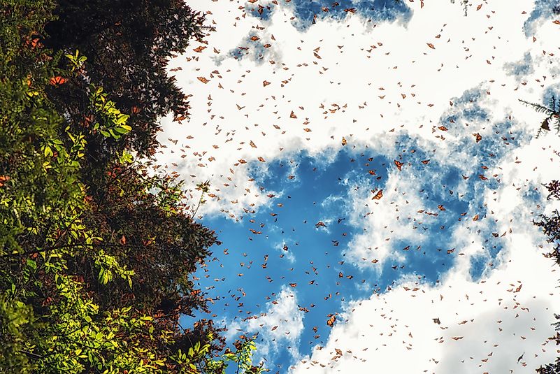 #10 Monarch butterfly