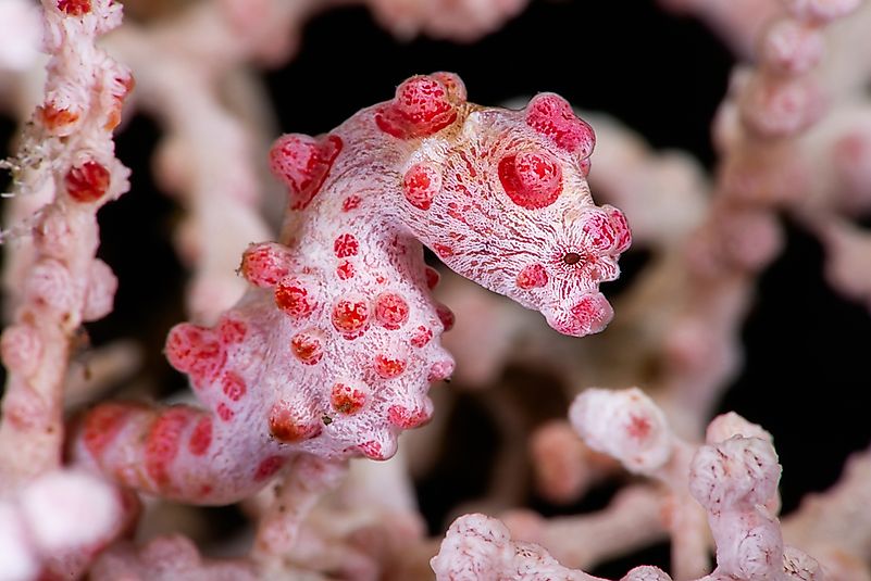 10 Animals That Are Masters Of Camouflage