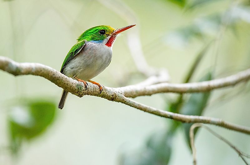 #3 Cuban Tody