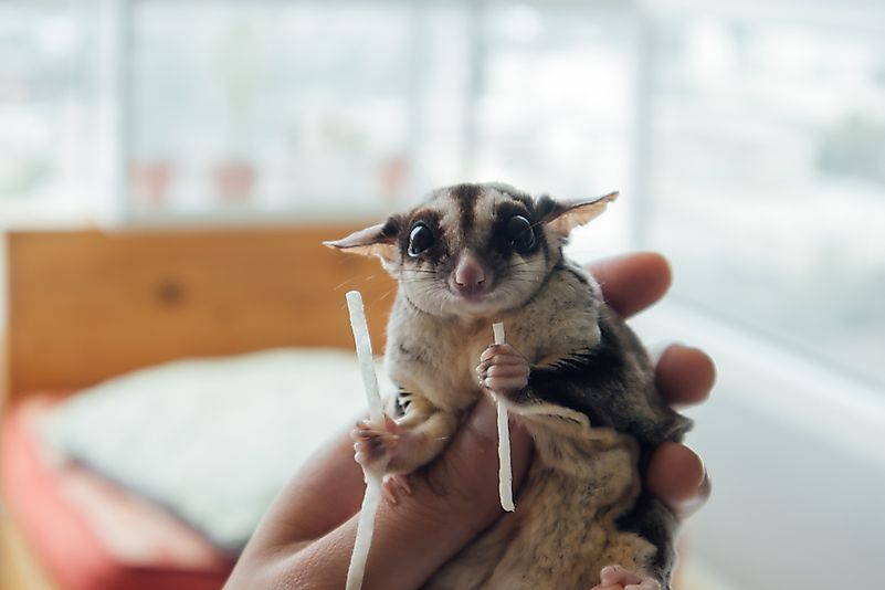 Cute little Sugar Glider eating fish snack while being held. Cute little Sugar Glider eating fish snack while being held.