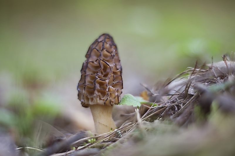 #4 Morels (Morchella)
