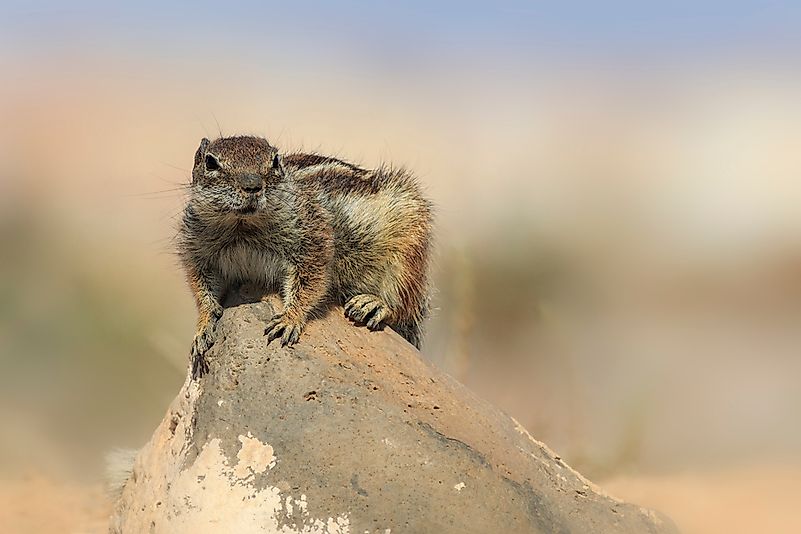 #3 Barbary Ground Squirrel
