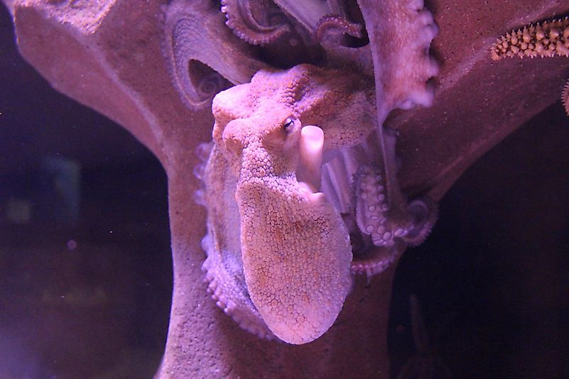 Breaking out of an aquarium and getting to the ocean is not something you would expect an octopus to do. Breaking out of an aquarium and getting to the ocean is not something you would expect an octopus to do.