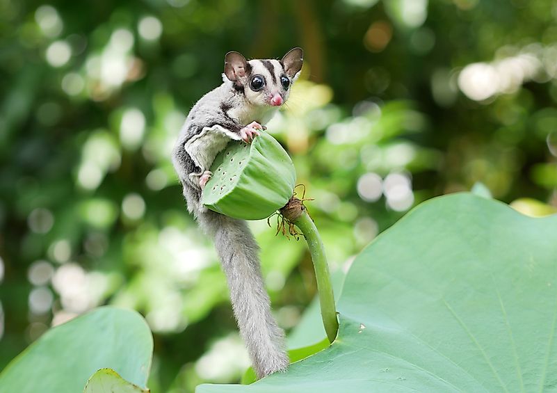 Sugar Glider on a plant. Sugar Glider on a plant.