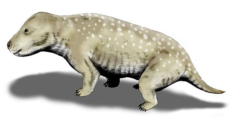 Exaeretodon frenguellii is a traversodontid cynodont from the Late Triassic of Argentina, pencil drawing, digital coloring. Image credit: Nobu Tamura/Wikimedia.org Exaeretodon frenguellii is a traversodontid cynodont from the Late Triassic of Argentina, pencil drawing, digital coloring. Image credit: Nobu Tamura/Wikimedia.org