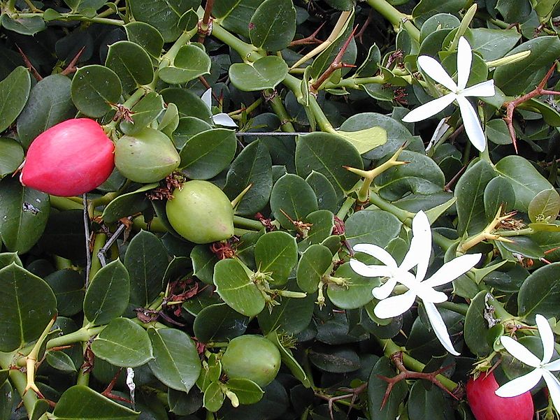 Carissa macrocarpa, Location: Maui, Kahulu. Image credit: Forest & Kim Starr/Wikimedia.org Carissa macrocarpa, Location: Maui, Kahulu. Image credit: Forest & Kim Starr/Wikimedia.org