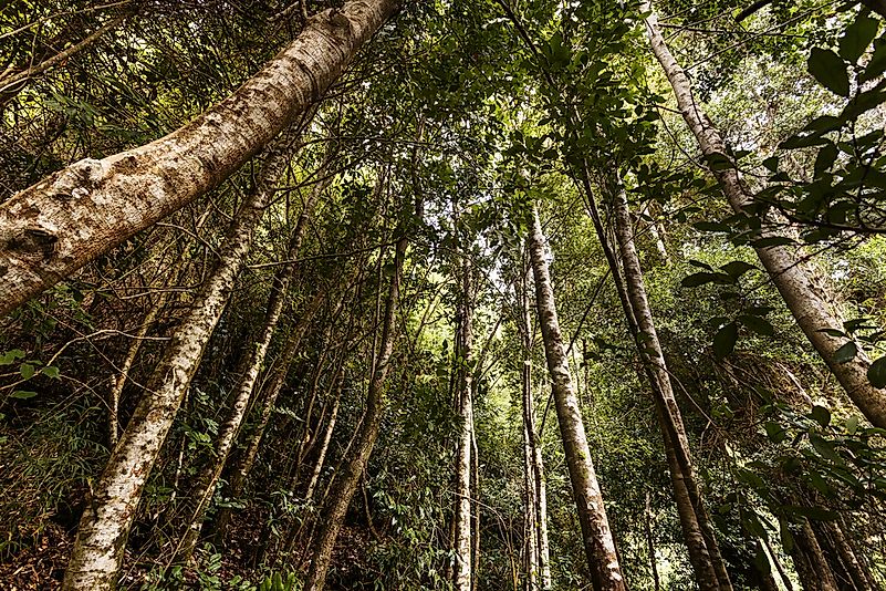 #3 Chilean Winter Rainfall-Valdivian Forests