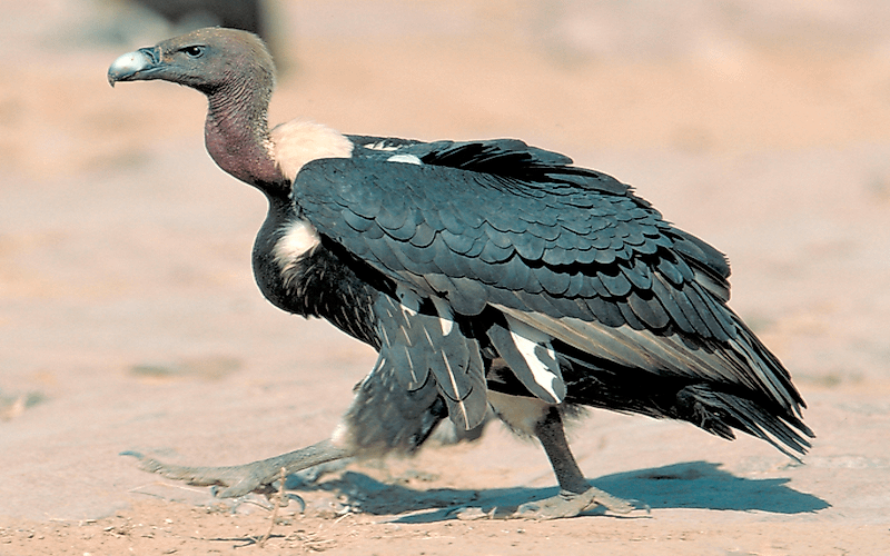 #3 White-rumped vulture