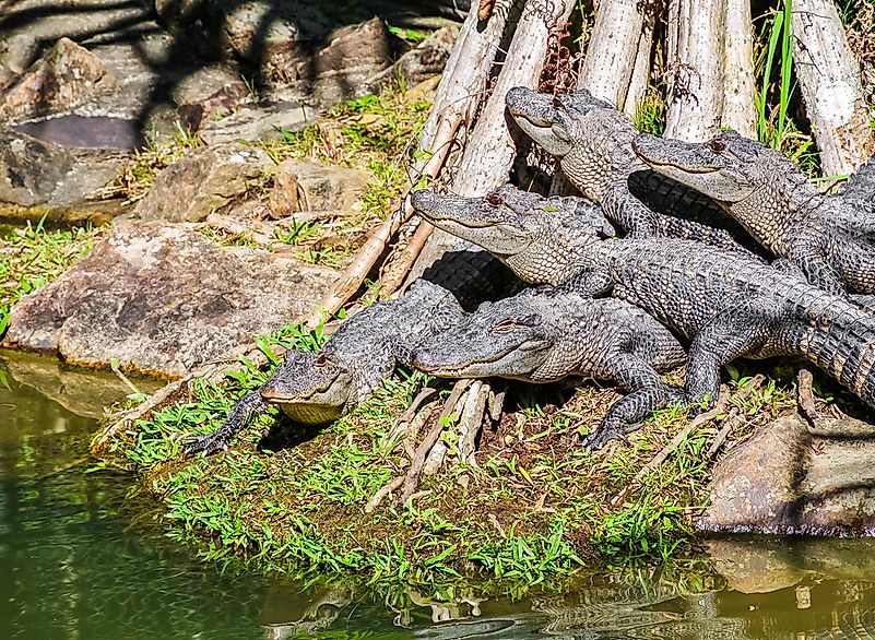 #16 Bask of Crocodiles