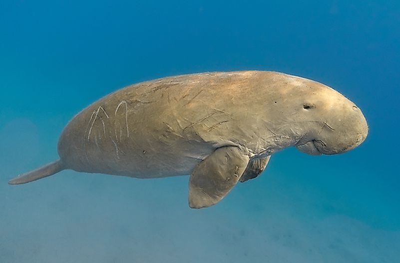#5 Dugong