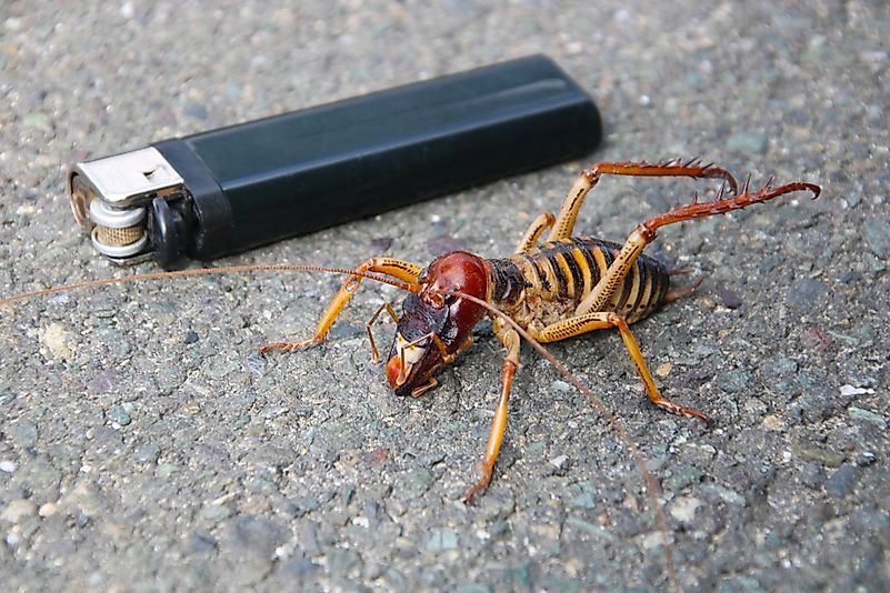 Biggest Bug In The World 2025 Poppy Livvie