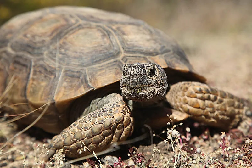 #4 Desert Tortoise