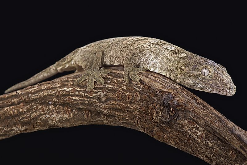 New Caledonian giant gecko.
