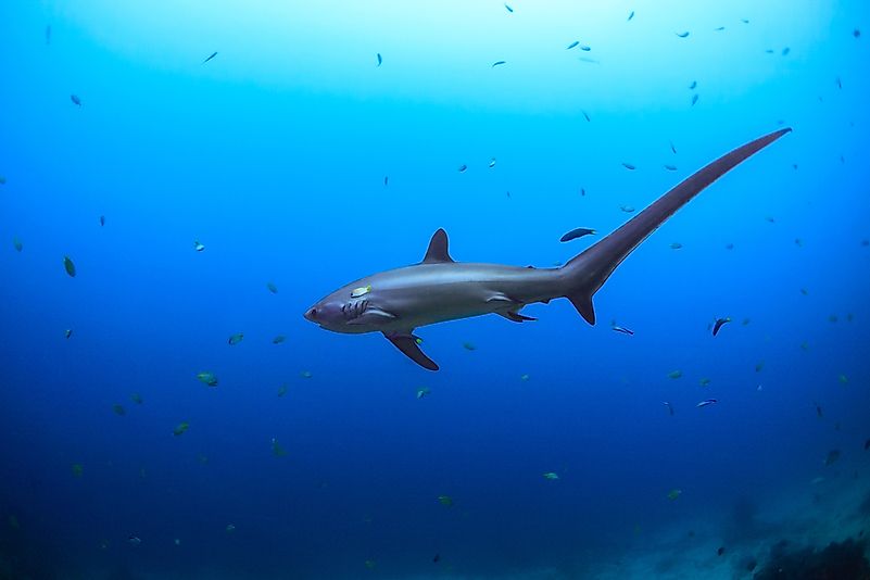 #8 Thresher Shark - 18 Feet