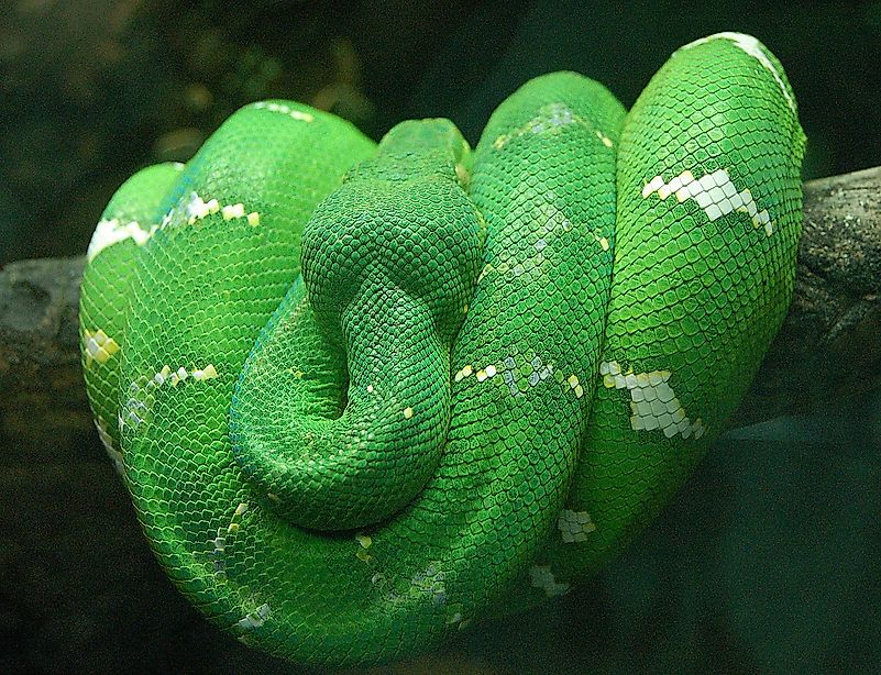 An emerald tree boa. Image credit: Derek Ramsey/Wikimedia.org