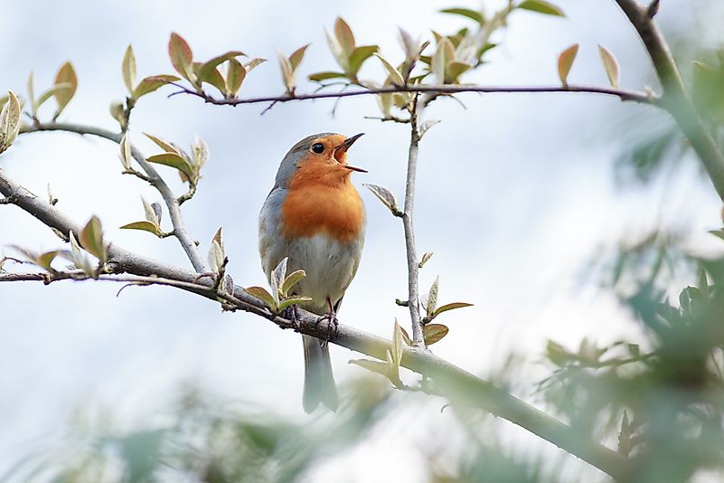 Robin (Erithacus rubecula).