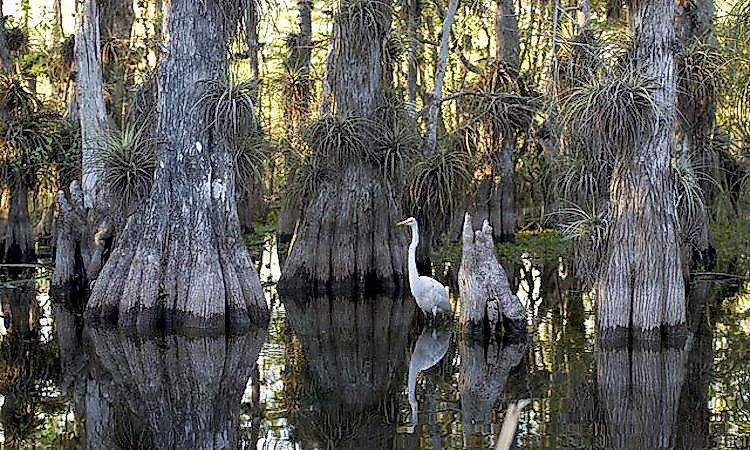 #6 Everglades National Park