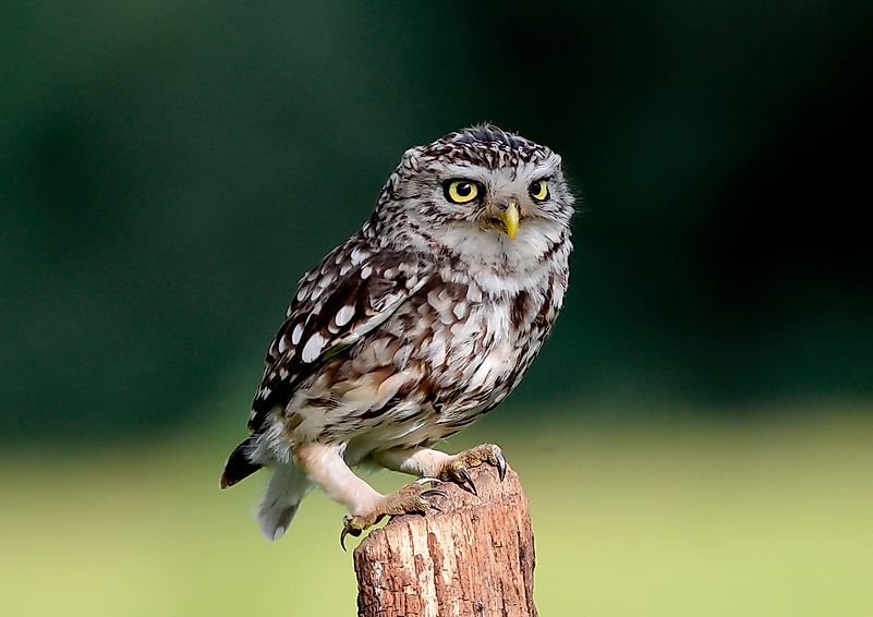 #7 Little Owl