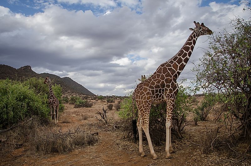 #5 Reticulated Giraffe (G. c. reticulata)