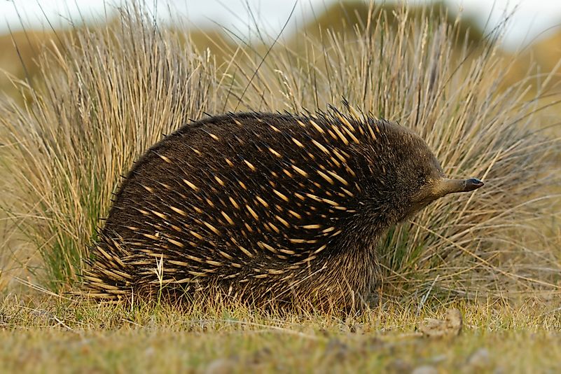 #8 Echidna