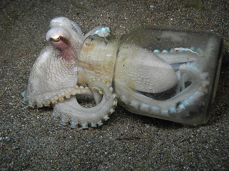 Octopuses trapped inside of a jar can rotate their bodies and open up the lid without any help. Octopuses trapped inside of a jar can rotate their bodies and open up the lid without any help.