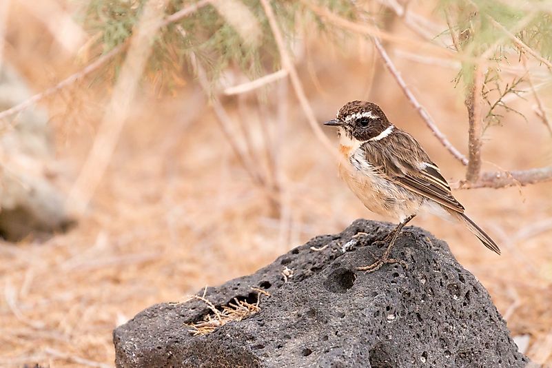 #9 Canary Islands Stonechat